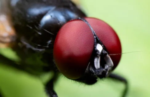 ذباب أسود لاسع يغزو جنوب كاليفورنيا