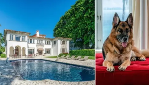 أغنى الحيوانات في العالم.. حياة فارهة تفوق ثروات البشر