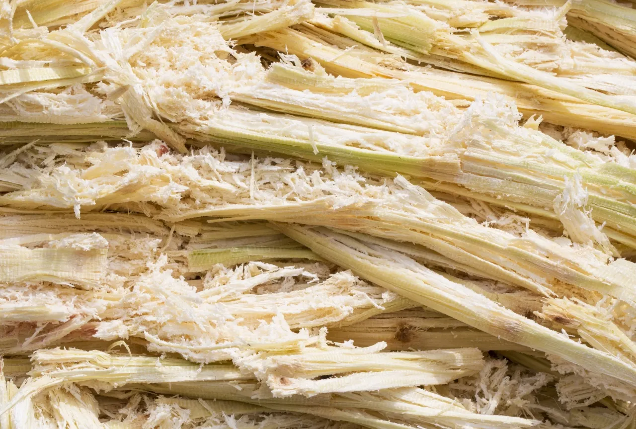 وقود الطائرات القادم.. هل ينتج من مخلفات القصب؟ 