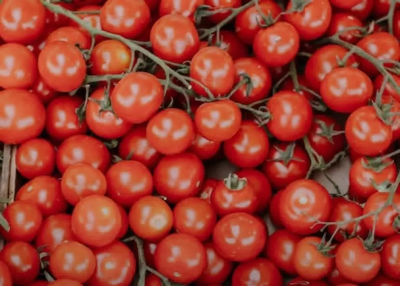 الأردن.. الزراعة تعيد فتح تصدير البندورة 