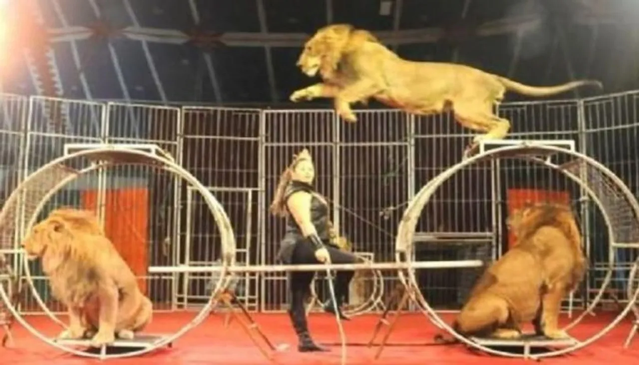 جلسة تصوير مع أسد تنتهي بكارثة في مصر 