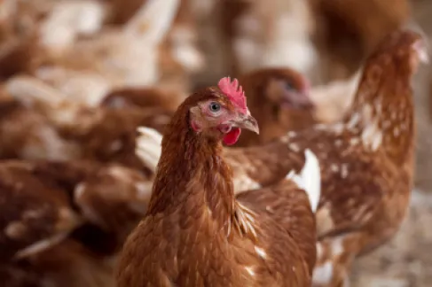 جمجوم: الدواجن في الأردن متوفرة والأسعار ثابتة