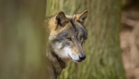 بعد 28 عاماً من السلام.. ألمانيا تسجل أول هجوم مرعب لذئب على إنسان