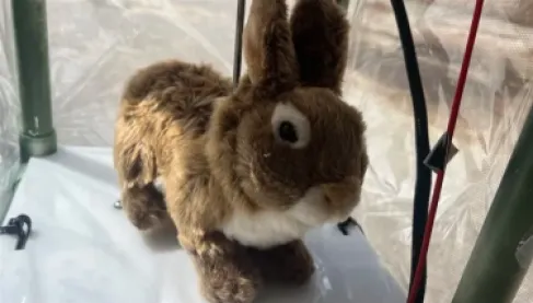 أرانب بقلب ذكاء اصطناعي.. سلاح فلوريدا السري لمواجهة اجتياح الثعابين الخطيرة