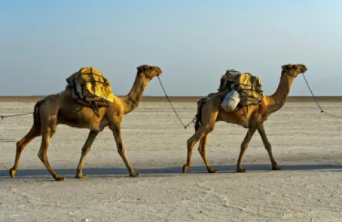 الشرطة الهندية تضبط مهرب خمور استخدم الجمال لتجاوز نقاط التفتيش