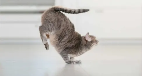 لغز حيّر العلماء 130 عاما.. لماذا تسقط القطط دائما على أقدامها؟