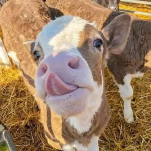 الاسواق الاردنية : سعر العجل ارتفع ٥٠٠ دينار 