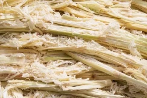 وقود الطائرات القادم.. هل ينتج من مخلفات القصب؟