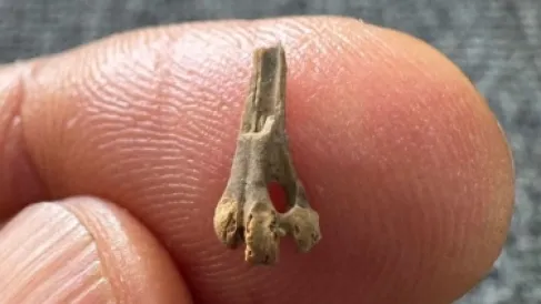 اكتشاف بقايا طائر عاش في مصر قبل 40 مليون عام