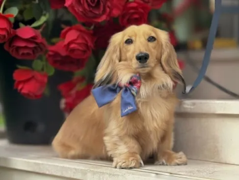 من حيوان أليف إلى نجم رقمي.. كلب بريطاني يمول زفافا فاخرا