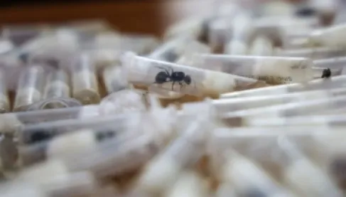 من مطار نيروبي.. ضبط 2000 نملة يفضح شبكة تهريب جديدة