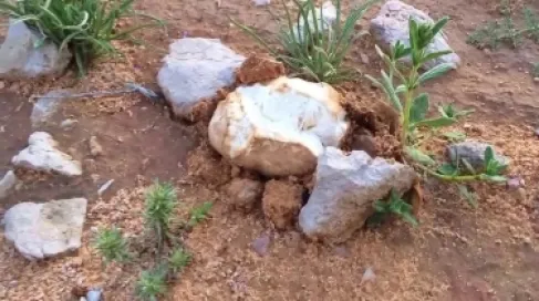 موسم الكمأة في سوريا.. البحث عن (الذهب الأبيض) بين الألغام