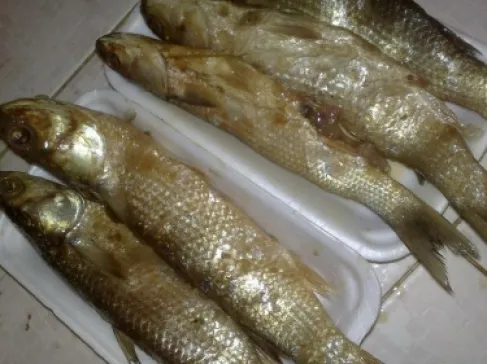 من عصر الفراعنة.. سر هوس المصريين بالفسيخ