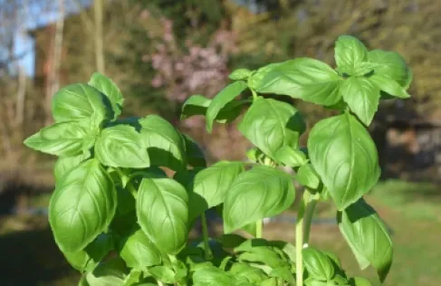 بديل طبيعي للفلورايد يحمي أسنانك من التسوس