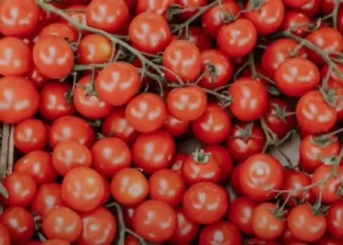 Jordan.. Agriculture reopens tomato exports