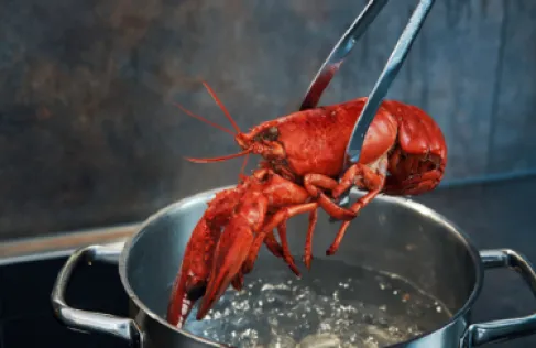 جدل علمي وأخلاقي حول سلق جراد البحر حيا