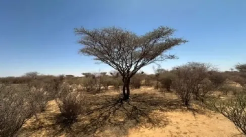 الحرب في السودان تقضي على 60 في المئة من الغابات