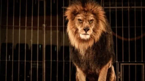 مصر.. وحوش السيرك خارج السيطرة ومختصون يفسرون