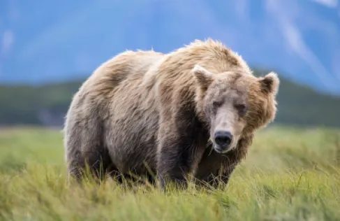 إصابة جنديين أمريكيين في ألاسكا خلال مواجهة مع دب