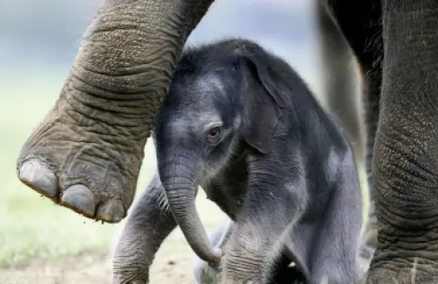 فيلة آسيوية صغيرة تشعل السوشيال ميديا بعد تخلي أمها عنها - فيديو