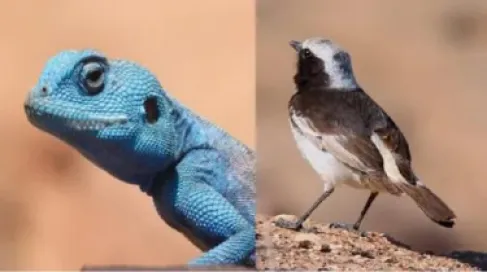 رصد أنواع نادرة من الطيور والزواحف في العقبة