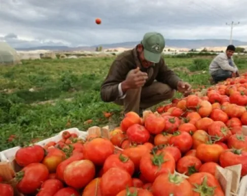 جمعية مزارعي الأردن تكشف سبب ارتفاع سعر البندورة في الفترة الماضية 