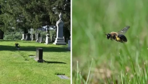 لغز بيئي جديد.. اكتشاف مدينة خفية تضم ملايين النحل تحت مقابر نيويورك