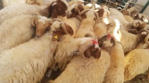 إغلاق موقع (مخالف) لبيع المواشي في جرش