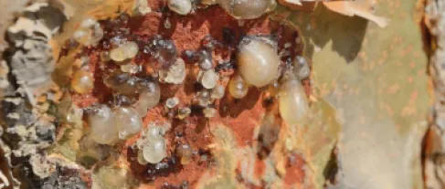 اللبان العُماني يحظى بحماية دولية كمؤشر جغرافي لأول مرة خليجياً