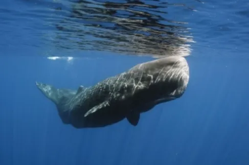 سر الكودا .. حيتان العنبر تتحدث بأنماط تشبه لغة البشر