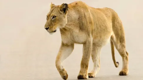 مشهد طبيعي يخطف الأنفاس.. لبؤة تستحضر أجواء Lion King (فيديو)