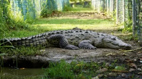 Giant Crocodile Attacks Young Man at a Camping Site in Australia