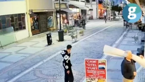 Panic in Istanbul.. A pack of stray dogs attacks a car