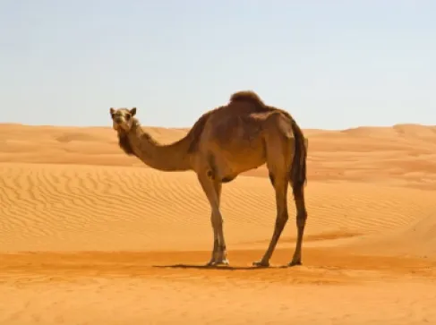 إماراتي يشتري ناقة بـ 200 ألف درهم ويكتشف تزييف سنها وسلالتها خلال سباق للهجن