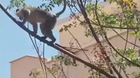 مصر.. فيديو القرد 