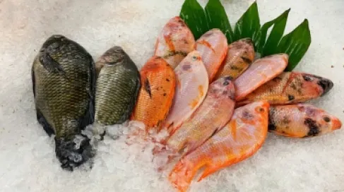 Aqaba Trade: Preliminary Agreement to Facilitate Import of Fish from Egypt
