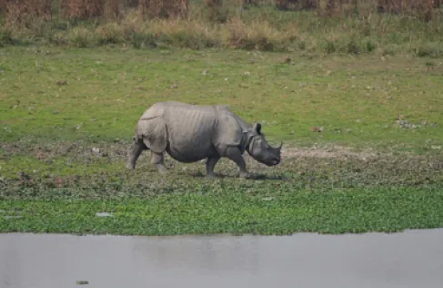 وحيد قرن ينهي حياة رجل كرس عمره لحمايته