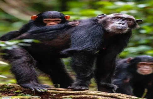 علماء يكتشفون سلوكا طبيا متقدما لدى الشمبانزي