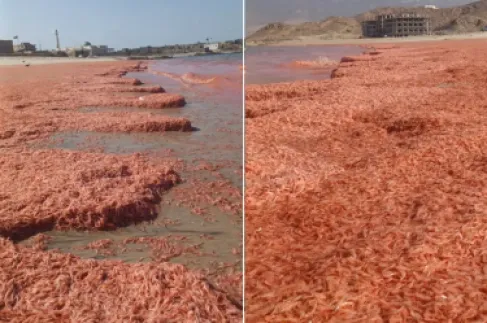 نفوق جماعي للروبيان جنوب عُمان.. مشاهد صادمة والسلطات توضح