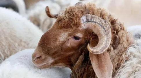 لحامون يتوقعون ارتفاع أسعار الأضاحي في الأردن