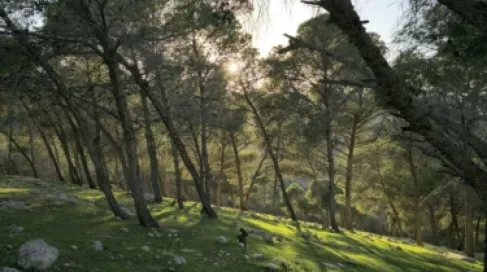 طرح أكشاك للاستثمار بمتنزه بيرين