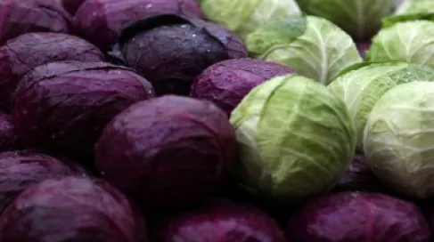 الملفوف الأحمر أم الأخضر.. أيهما أفضل لصحة أمعائك؟