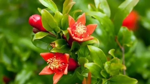 الأردن... تحذير لمزارعي الرمان لاتخاذ إجراءات وقائية لمكافحة حشرة (المن)