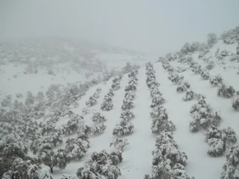 الشتاء في جرش: تجربة تاريخية مختلفة بعيدًا عن الزحام