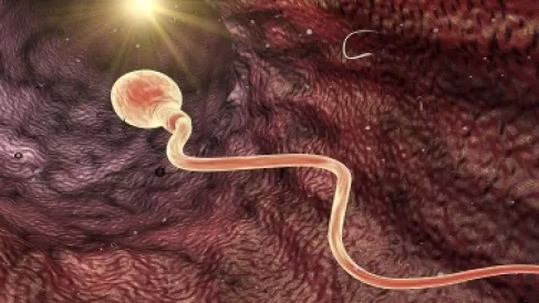 التلوث الكيميائي يهدد خصوبة البشر والحيوانات بنسب (مرعبة)