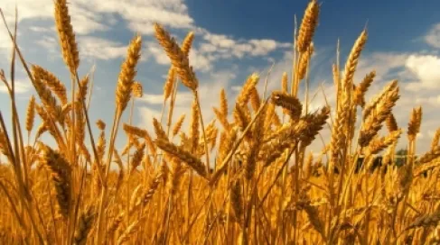 سرقة غير مسبوقة بمصر.. محصول القمح اختفى خلال ساعتين