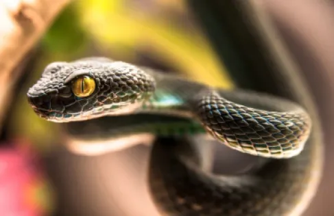 كوبرا مصرية تقتل سائحا ألمانيا أمام الجمهور