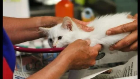 علاج ياباني يطيل عمر القطط إلى 30 عاما