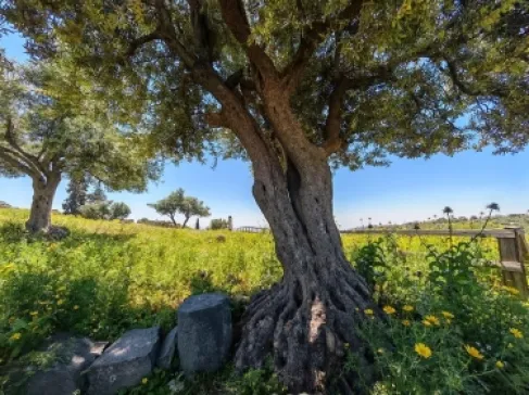 الأمن العام يدعو الأردنيين للحفاظ على البيئة خلال التنزه