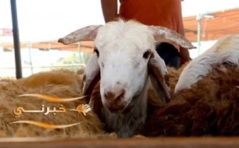 بلدية جرش تحدد موقعا لبيع الأضاحي